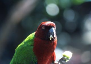 Parrot – Fiji