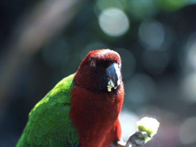 Parrot – Fiji