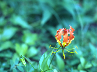 Flower – Apia, Samoa