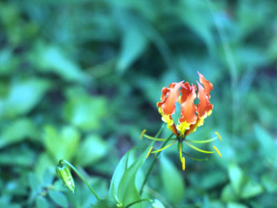 Flower – Apia, Samoa