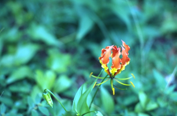 Flower – Apia, Samoa