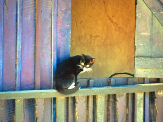 A cat – Antsirabe, Madagascar