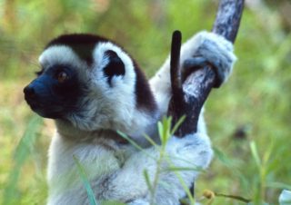 Cute Sifaka – Isalo Park, Madagascar