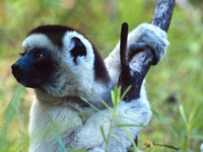Cute Sifaka – Isalo Park, Madagascar