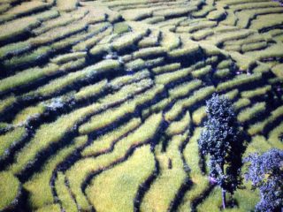 Rice Terraces – Bahundanda, Nepal