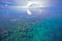 The magnificent coral reef, 2008