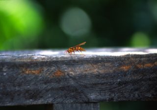 Bee – Suchitoto, El Salvador