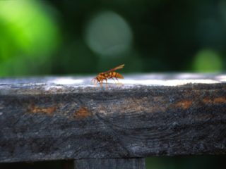 Bee – Suchitoto, El Salvador