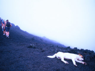 Tired Dog – Pacaya Vulcan, Guatemala