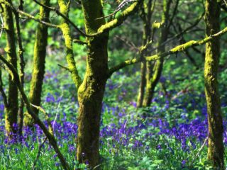 Trees – Wales