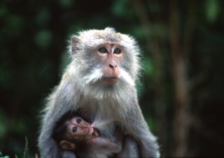 Maternity – Bali, Indonesia