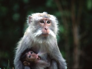 Maternity – Bali, Indonesia