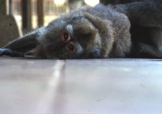 Look at me – Ubud, Bali, Indonesia