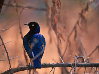 BIrd – Tarangire, Tanzania