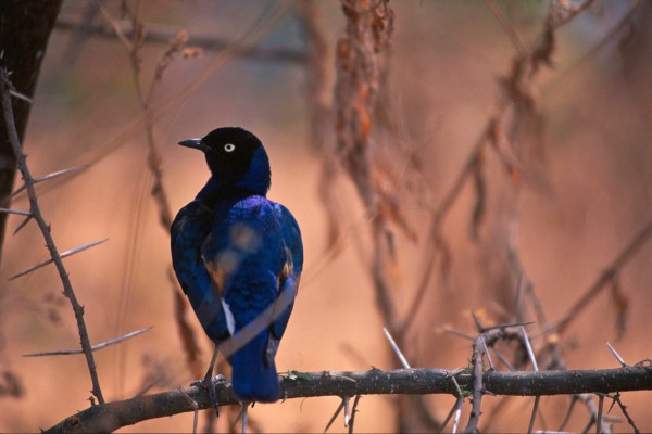 BIrd – Tarangire, Tanzania