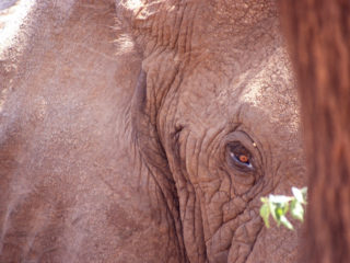 Menacing Elephant, Lake Manyara, Tanzania