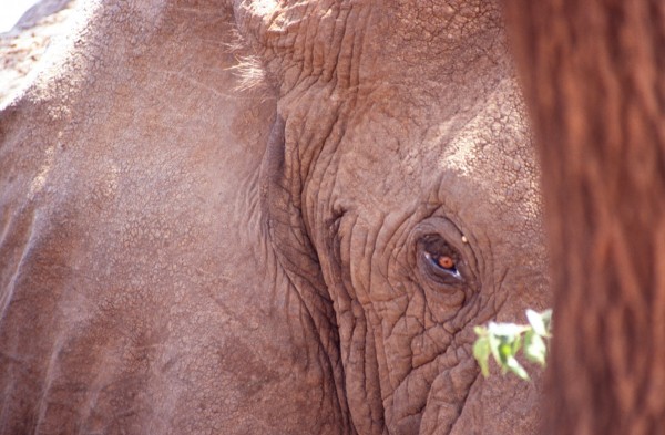 Menacing Elephant, Lake Manyara, Tanzania