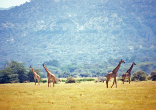 Lake Manyara, Tanzania