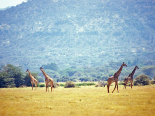 Lake Manyara, Tanzania