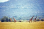 Four girafs in funny formation, 2007