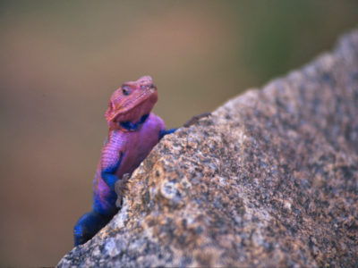 LSD Lizard – Serengeti, Tanzania