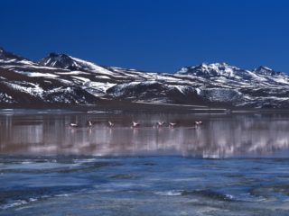 Pink Flamingos – Laguna Colorada, Bolivia