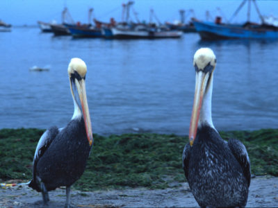 Pelicans – Ica, Peru