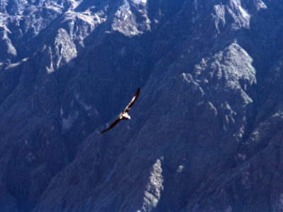 El Condor Pasa – Colca, Peru
