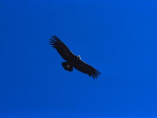 Condor – Colca, Peru