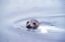 A curious seal looking at me, 2009