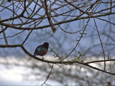 A Bird – Lake Manyara, Tanzania