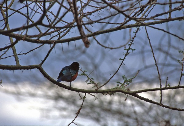 A Bird – Lake Manyara, Tanzania