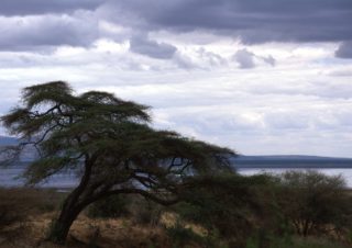 Tree – Tarangire, Tanzania