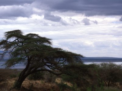 Tree – Tarangire, Tanzania