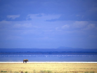 Alone – Lake Manyara, Tanzania