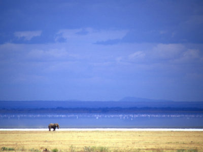 Alone – Lake Manyara, Tanzania