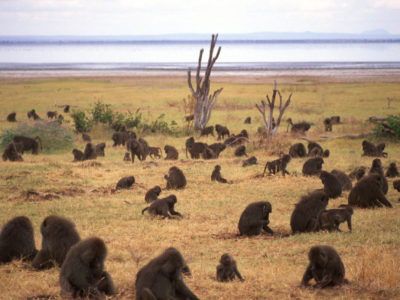 Odissey – Laka Manyara, Tanzania