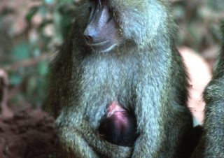 Mother – Lake Manyara, Tanzania