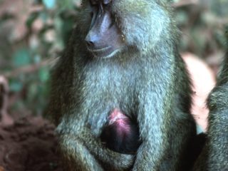 Mother – Lake Manyara, Tanzania