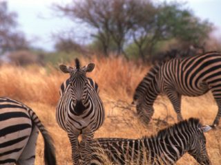 Zabras, Tarangire, Tanzania