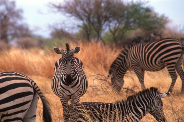 Zabras, Tarangire, Tanzania