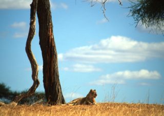 Lioness, Tarangire, Tanzania
