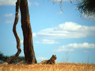 Lioness, Tarangire, Tanzania