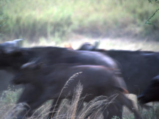 Buffalo Run – Serengeti, Tanzania