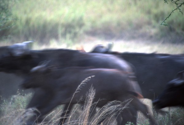 Buffalo Run – Serengeti, Tanzania