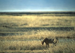 Cheetah, Ngorongoro, Tanzania