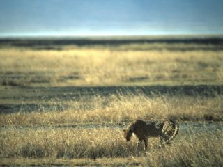 Cheetah, Ngorongoro, Tanzania