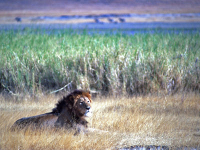 Tha King – Ngorongoro, Tanzania