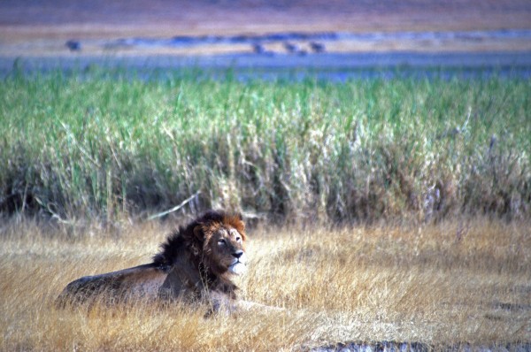 Tha King – Ngorongoro, Tanzania