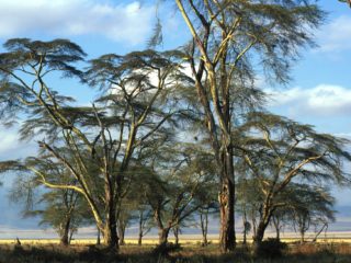 Trees 2 – Ngorongoro, Tanzania